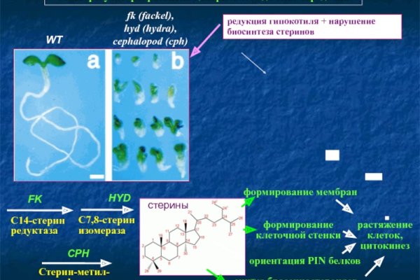 Через какой браузер зайти на кракен