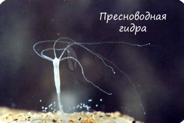 Кракен тор gigageek ru
